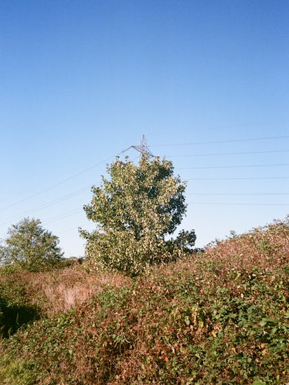 Bush